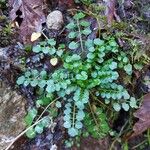 Cardamine flexuosa 葉