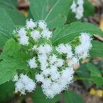 Ageratina altissimaКвітка