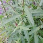 Lythrum salicaria Leaf