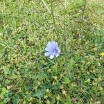 Cichorium intybus花