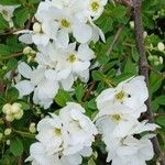 Exochorda racemosa Flor