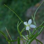 Moehringia muscosa Bloem