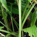 Hosta lancifolia خشب