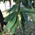 Quercus myrsinifolia Folha