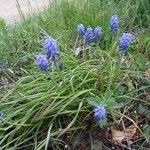 Muscari armeniacum Lapas