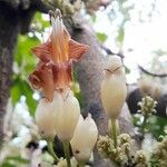 Oxera subverticillata Квітка