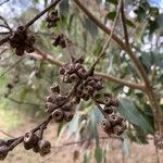 Eucalyptus botryoides Плод
