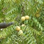 Juglans californica Frukt