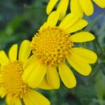 Senecio squalidus Fula
