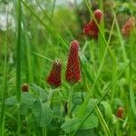 Trifolium incarnatum Kukka