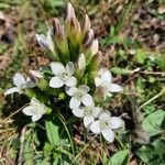 Gentianella ramosa Flor