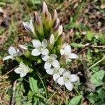 Gentianella ramosa Floare