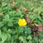 Ranunculus lanuginosusᱵᱟᱦᱟ