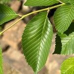 Ulmus davidiana Leaf