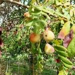 Sorbus domestica Fruit