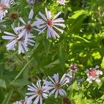 Symphyotrichum novi-belgii Flor