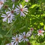 Symphyotrichum novi-belgii