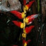 Heliconia pogonantha Çiçek