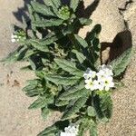 Heliotropium ramosissimum Kvet