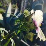 Hibiscus trionum Blomma