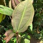 Miconia calvescens List