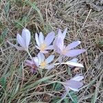 Colchicum autumnale Virág