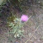 Cirsium echinatum 花