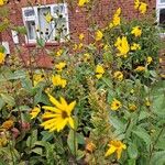 Helianthus tuberosus Žiedas