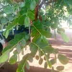 Dalbergia melanoxylon Лист