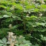 Aesculus parviflora Hábito