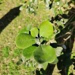 Acca sellowiana Leaf