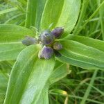 Gentiana cruciata ഇല