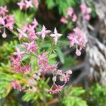 Galium rubrum Flower