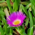 Carpobrotus acinaciformis 花