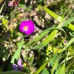 Calandrinia ciliata Lorea