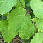 Aralia racemosa Levél