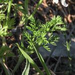 Orlaya grandiflora 葉
