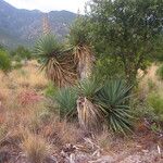 Yucca madrensis Habit