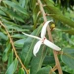 Xylopia aromatica 花