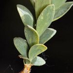 Symphoricarpos longiflorus Leaf