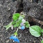 Omphalodes verna Habit