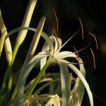 Hymenocallis latifolia Floare