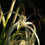 Hymenocallis latifolia Kvet