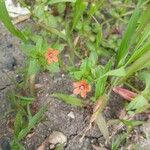 Lysimachia arvensis Costuma