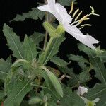 Oenothera neomexicana Hábito