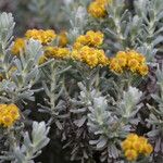 Helichrysum splendidum 花