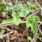 Vigna frutescens Blad