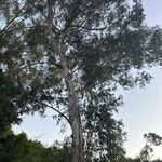 Eucalyptus camaldulensis Kôra