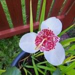 Tigridia pavonia फूल