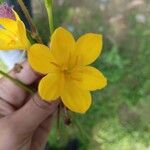 Zephyranthes citrina Flower